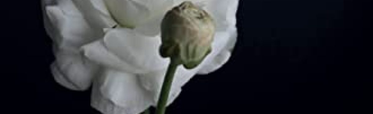 New releases e proposte di lettura